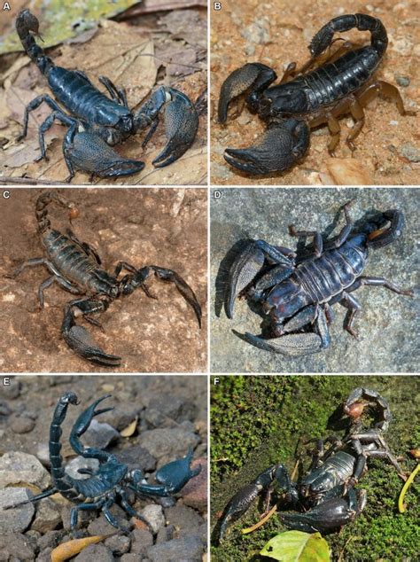 The Enigmatic Realm of Scorpion: Unveiling the Enigma