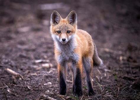 The Enigmatic Secrets of Vulpines: Exploring the Intriguing Lives of Wild Canines