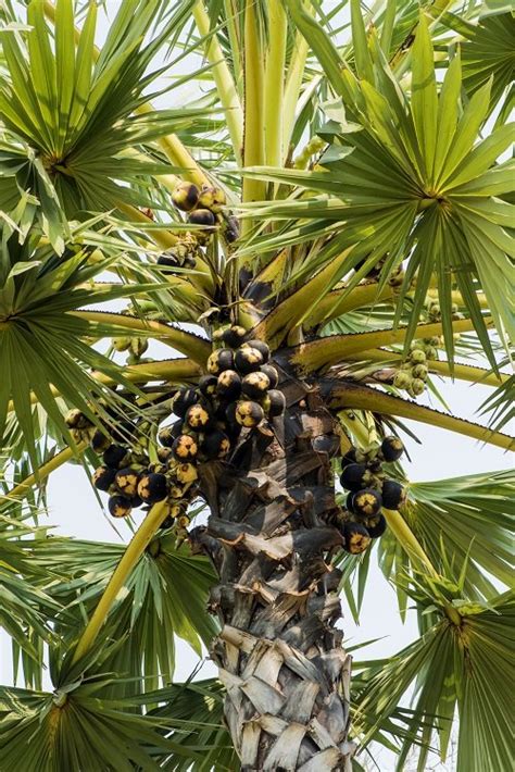 The Enigmatic Significance Behind Dreams of Descending Palm Fruit Palms