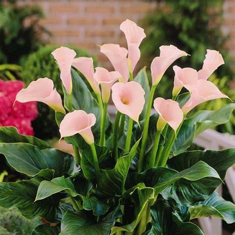 The Enigmatic Significance of Pearly Calla Blossom in Various Societies