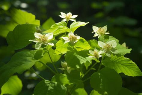 The Enigmatic Significance of Poison Ivy's Reveries