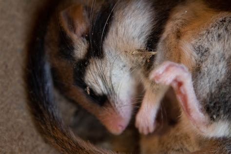 The Enigmatic Significance of Possum Dreams: Unveiling Veiled Connotations