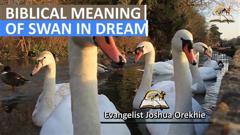 The Enigmatic Significance of Swan Aggressions in Dreams