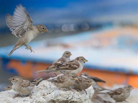 The Enigmatic Symbolism: Exploring the Beliefs and Legends Surrounding Avian Skeletons