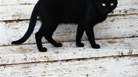 The Enigmatic Symbolism of Ebony Felines: Superstition or Profound Significance?