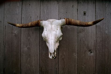 The Enigmatic Symbolism of the Bovine Cranium in Dreamscapes