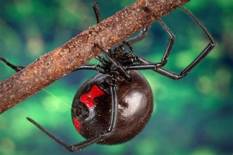 The Enigmatic Symbolism of the Elusive Black Widow Spider