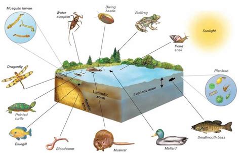 The Enigmatic Treasures: Diverse Species in Aquatic Ecosystems