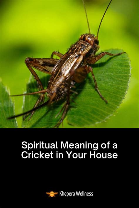 The Enigmatic White Cricket: A Symbol of Purity and Spiritual Awakening