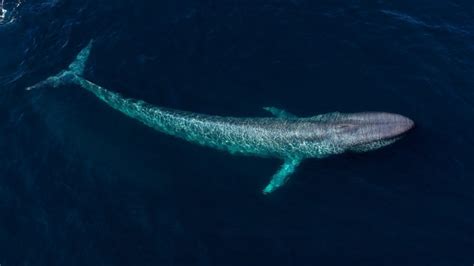 The Enigmatic World of Blue Whales: A Glimpse into their Lives