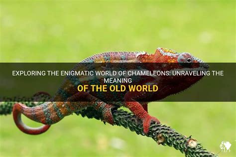 The Enigmatic World of Chameleons