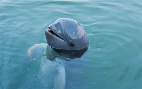 The Enigmatic World of Dolphins: A Glimpse into Their Remarkable Intelligence