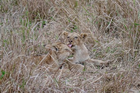 The Enigmatic World of Panthera Cubs: Unlocking Their Secrets