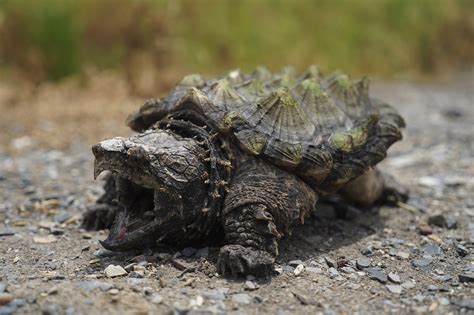 The Enigmatic World of the Alligator Snapping Turtle