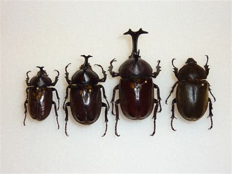 The Enigmatic World of the Majestic Rhinoceros Beetle