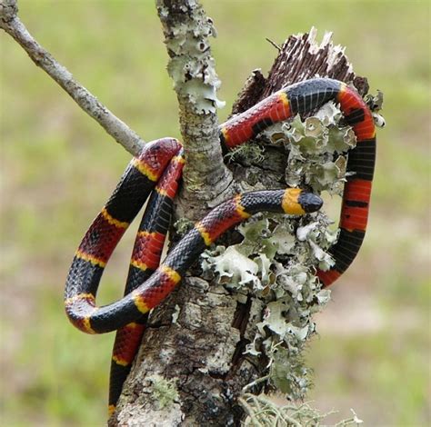 The Enigmatic and Mysterious Nature of the Coral Snake