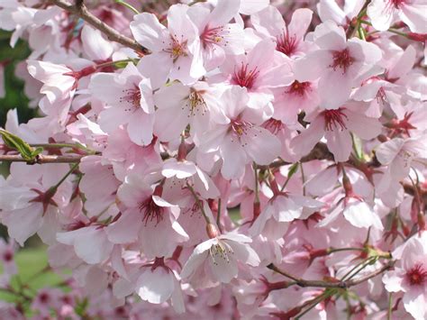 The Enriching Influence of Blossoms: How They Enhance Our Existence