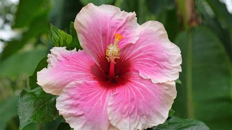 The Enthralling Shades of Hibiscus: A Captivating Visual Feast