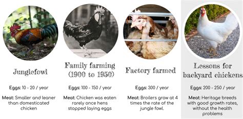 The Essence of a Chicken: Exploring the Profound Connection between Humans and Chickens