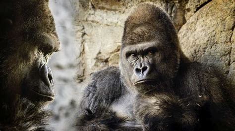 The Ethical Dilemma: Should Gorilla Riding be Permissible?