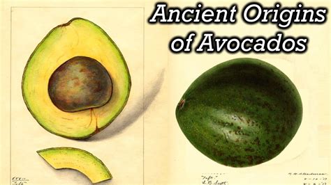 The Evolution and Historical Journey of Rare Avocado Varieties