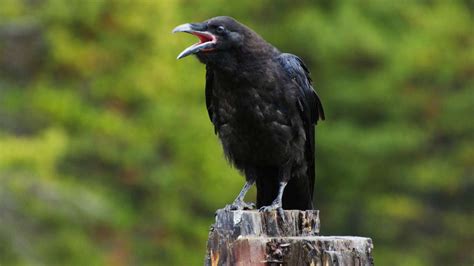 The Evolution of Crow Vocalizations: From Calls to Talking