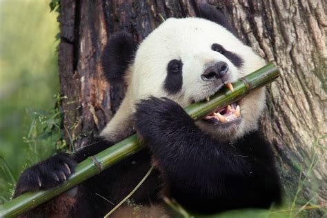 The Evolutionary Adaptation: Understanding the Strong Affinity Between Pandas and Bamboo