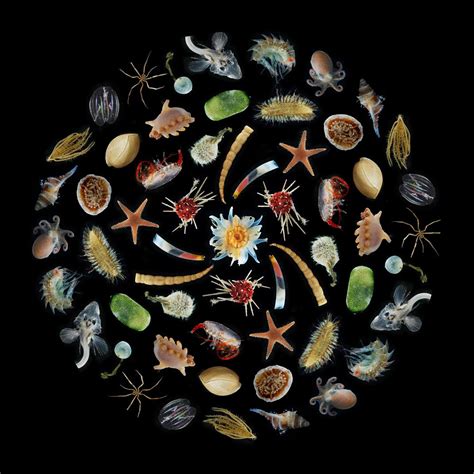 The Evolutionary Benefits of Transparency in Marine Organisms