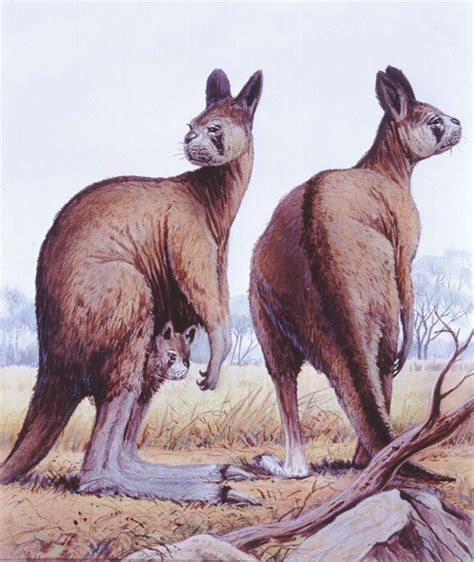 The Evolutionary History of Kangaroos: From Ancient Ancestors to Modern Marvels