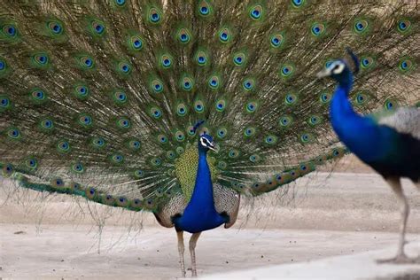 The Evolutionary Significance of Elaborate Plumage in Male Peafowls