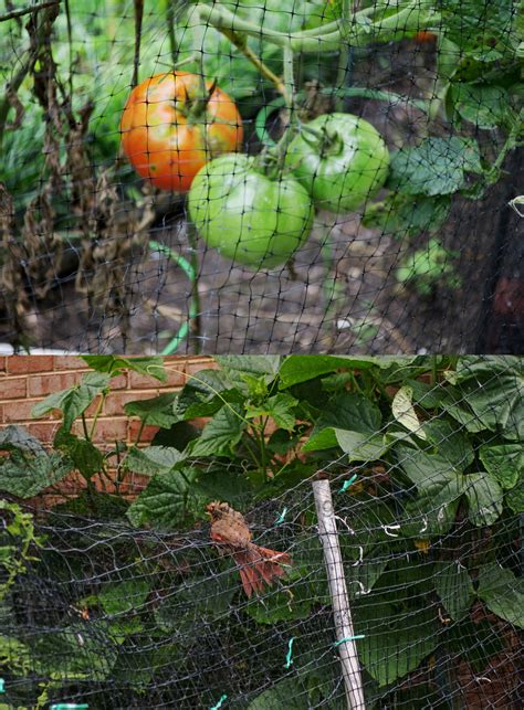 The Excitement of Tomato Hunting and Gathering