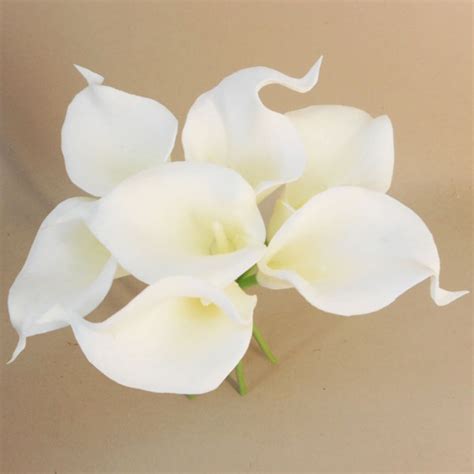 The Exquisite Appeal and Grace of the Ivory Calla Lily