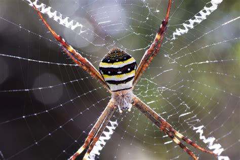 The Exquisite Elegance of Spider Webs