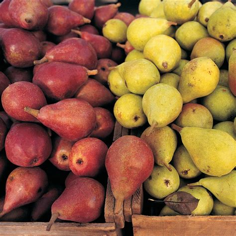 The Exquisite Variety of Pears: Exploring a Plethora of Flavors