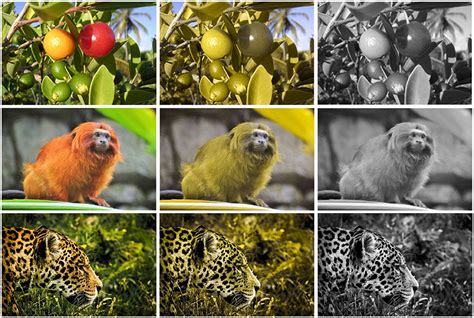 The Extensive Historical Background of the Enigmatic Silver Primate Vision