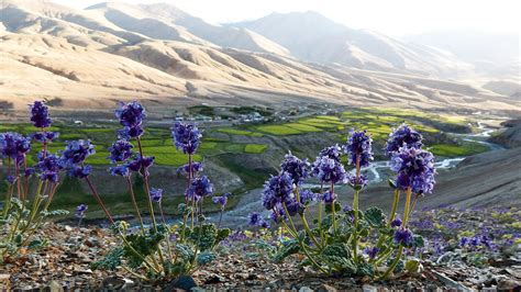 The Extraordinary Flora and Fauna of the Arid Lake