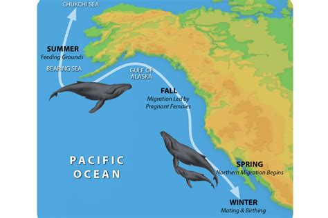 The Extraordinary Migration: Tracing the Incredible Journey of the Majestic Gray Whales