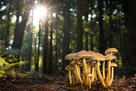 The Extraordinary Sensation of Having Fungi Adorning the Crown