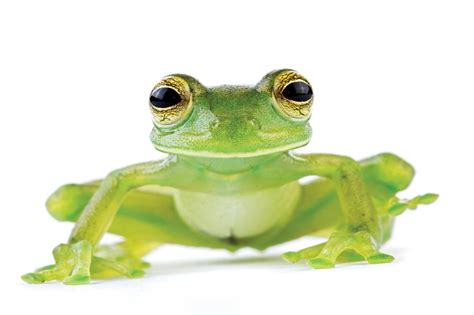 The Extraordinary Tree Frog Species from Across the Globe: An International Exploration