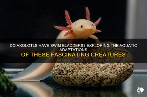 The Fascinating Adaptations of Ambulating Aquatic Creatures