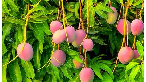 The Fascinating Allure of Unripe Mangoes: Exploring their Captivating Significance and Symbolism