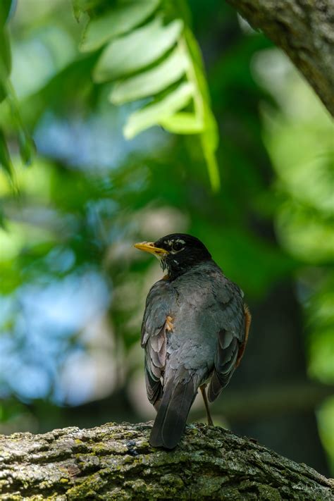 The Fascinating Behavior of Avian Species in their Natural Habitat