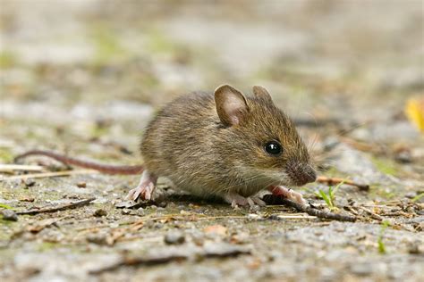 The Fascinating Characteristics and Behaviors of Mouse Families