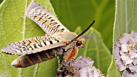 The Fascinating Connection Between Moths In Ear Dreams and Anxiety