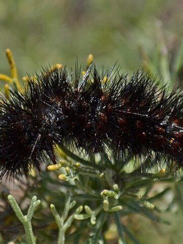 The Fascinating Discovery of the Enigmatic Black Fuzzy Larva