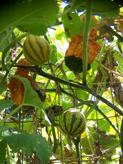The Fascinating Elegance of the Majestic Gourd Vine