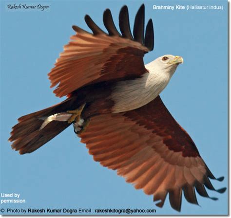 The Fascinating Habitat and Behavior of the Magnificent Crimson Kite