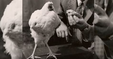 The Fascinating History of Decapitated Poultry