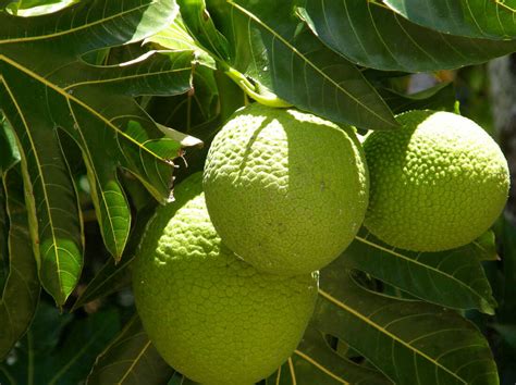 The Fascinating Journey and Origins of Bread Fruit