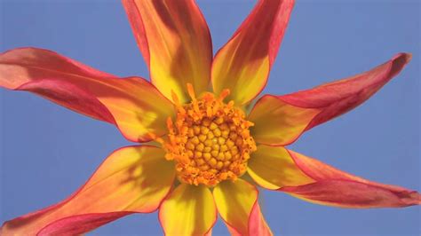 The Fascinating Journey of Dahlia Star